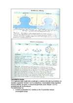 Konspekts 'Mikrobioloģija. Antivielas', 3.