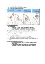 Konspekts 'Mikrobioloģija. Antivielas', 11.