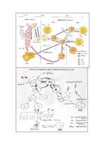 Konspekts 'Mikrobioloģija. Antivielas', 12.