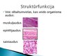 Prezentācija 'Olbaltumvielu funkcijas cilvēka organismā', 4.