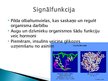 Prezentācija 'Olbaltumvielu funkcijas cilvēka organismā', 11.