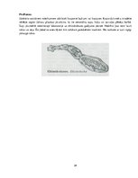 Referāts 'Medicīniskā parazitoloģija', 24.