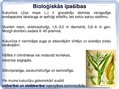Prezentācija 'Kukurūzas bioloģiskās īpašības. Agrotehnika, slimības, kaitēkļi un šķirnes', 2.