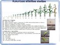 Prezentācija 'Kukurūzas bioloģiskās īpašības. Agrotehnika, slimības, kaitēkļi un šķirnes', 6.