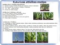 Prezentācija 'Kukurūzas bioloģiskās īpašības. Agrotehnika, slimības, kaitēkļi un šķirnes', 7.