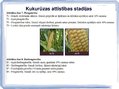 Prezentācija 'Kukurūzas bioloģiskās īpašības. Agrotehnika, slimības, kaitēkļi un šķirnes', 8.