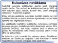 Prezentācija 'Kukurūzas bioloģiskās īpašības. Agrotehnika, slimības, kaitēkļi un šķirnes', 11.