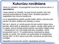Prezentācija 'Kukurūzas bioloģiskās īpašības. Agrotehnika, slimības, kaitēkļi un šķirnes', 12.
