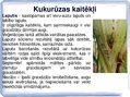 Prezentācija 'Kukurūzas bioloģiskās īpašības. Agrotehnika, slimības, kaitēkļi un šķirnes', 13.