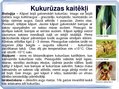 Prezentācija 'Kukurūzas bioloģiskās īpašības. Agrotehnika, slimības, kaitēkļi un šķirnes', 14.