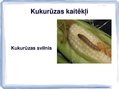 Prezentācija 'Kukurūzas bioloģiskās īpašības. Agrotehnika, slimības, kaitēkļi un šķirnes', 15.