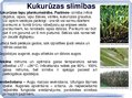 Prezentācija 'Kukurūzas bioloģiskās īpašības. Agrotehnika, slimības, kaitēkļi un šķirnes', 16.