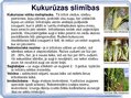 Prezentācija 'Kukurūzas bioloģiskās īpašības. Agrotehnika, slimības, kaitēkļi un šķirnes', 17.