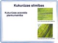 Prezentācija 'Kukurūzas bioloģiskās īpašības. Agrotehnika, slimības, kaitēkļi un šķirnes', 18.