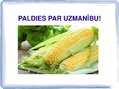 Prezentācija 'Kukurūzas bioloģiskās īpašības. Agrotehnika, slimības, kaitēkļi un šķirnes', 21.
