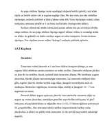 Referāts 'Dārza plānošana', 19.