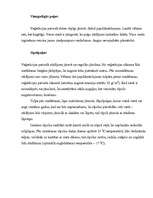 Referāts 'Dārza plānošana', 20.