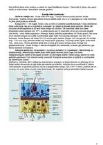 Konspekts 'Dzīvnieku valsts', 4.