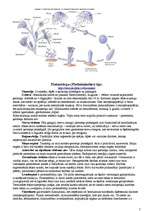 Konspekts 'Dzīvnieku valsts', 5.