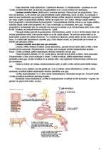 Konspekts 'Dzīvnieku valsts', 7.