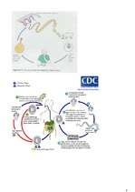Konspekts 'Dzīvnieku valsts', 8.
