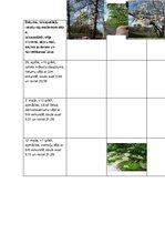 Prezentācija 'Sešu koku pētījums no pavasara līdz rudenim', 1.