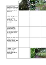 Prezentācija 'Sešu koku pētījums no pavasara līdz rudenim', 2.