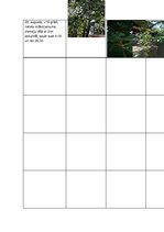 Prezentācija 'Sešu koku pētījums no pavasara līdz rudenim', 3.