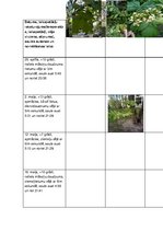 Prezentācija 'Sešu koku pētījums no pavasara līdz rudenim', 4.