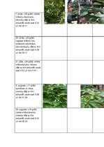 Prezentācija 'Sešu koku pētījums no pavasara līdz rudenim', 5.