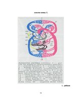 Diplomdarbs 'Diagnostika un profilakse podoloģijas praksē pacientiem ar asinsrites traucējumi', 54.