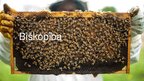 Prezentācija 'Bioekonomikas nozares pētījums. Biškopība', 1.