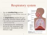 Prezentācija 'Respiratory System', 4.