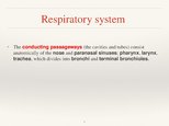 Prezentācija 'Respiratory System', 7.