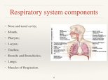 Prezentācija 'Respiratory System', 8.