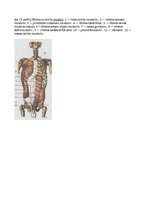 Referāts 'Svarīgākie muguras, kakla, vēdera un krūšu muskuļi', 6.