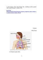 Konspekts 'Elpošanas orgānu sistēma', 11.
