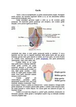 Konspekts 'Garšas sajūta', 1.