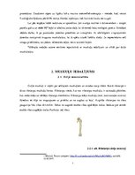 Referāts 'Dziļās muskulatūras nozīme spondilozes profilaksē', 6.