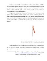 Referāts 'Dziļās muskulatūras nozīme spondilozes profilaksē', 14.