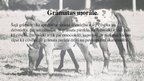 Prezentācija 'Grāmata "Kara zirgs"', 7.