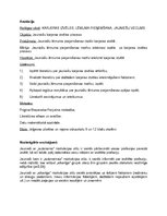 Eseja 'Jauniešu lēmuma pieņemšanas motīvi karjeras izvēles procesā', 2.