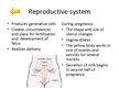 Prezentācija 'Changes of Different Organ Systems during Pregnancy', 3.