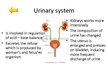 Prezentācija 'Changes of Different Organ Systems during Pregnancy', 5.