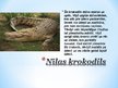 Prezentācija 'Krokodilu klase', 2.