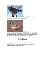 Referāts 'Putni', 4.