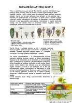 Konspekts 'Kurvjziežu dzimta', 1.