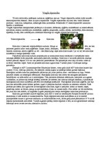 Konspekts 'Pārtikas rūpniecība un vieglā rūpniecība', 2.