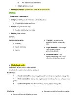 Konspekts 'Histoloģija - konspekts RSU 1.kursam', 13.