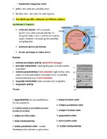 Konspekts 'Histoloģija - konspekts RSU 1.kursam', 19.